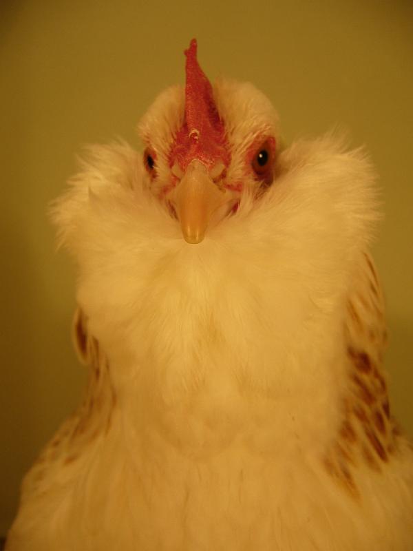 Muenster 2008 778.jpg - Deutsche Zwerg Lachshühner lachsfarbig von Friedich Edler Preis HV96 E